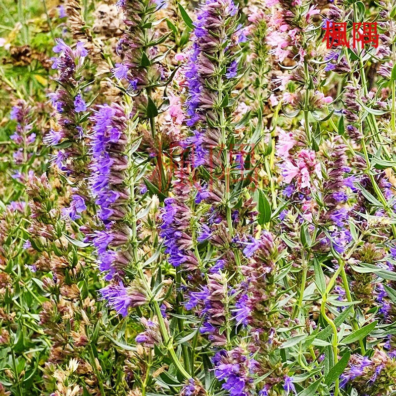 楓隅神香草种子观花种籽庭院观叶种孑 神香草种子一斤