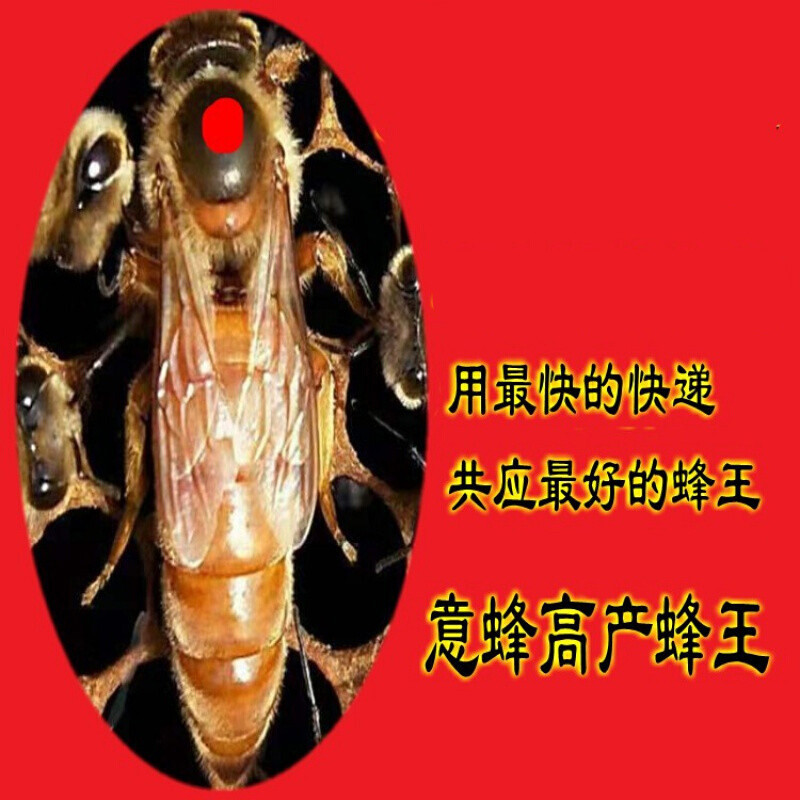 诺捷盛意蜂蜂王蜂群意蜂生产王高产蜜王蜜蜂种王蜂王1号产卵王 一只新