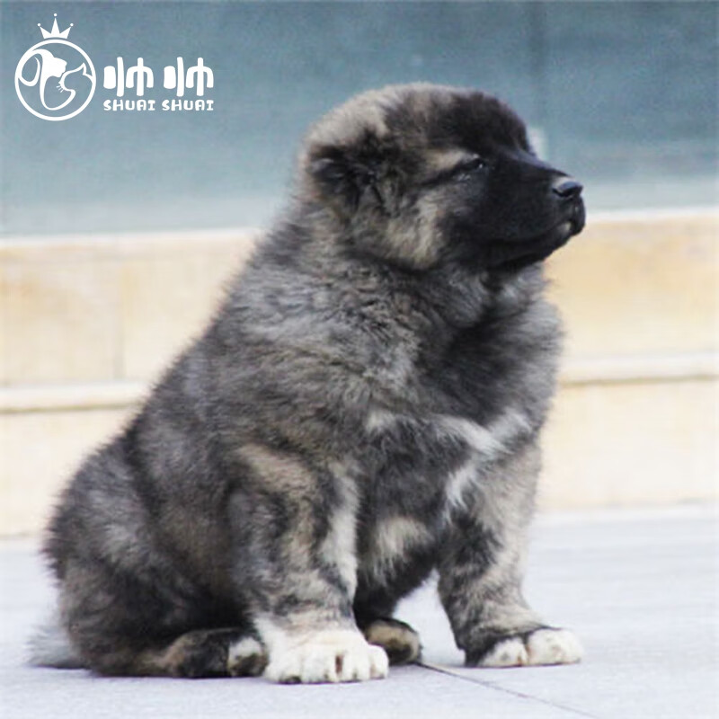 饲养指导】高加索幼犬巨型犬活体纯种宠物狗狗大型犬耐赛 宠物级 性别