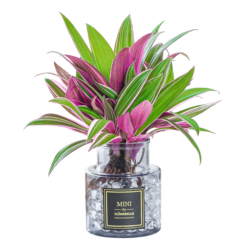 �뿪��¶��ˮ���������ڵ����ͻ�����칫���ھ�������ֲ������ڷŻ� ��¶����װ/������ 61.2Ԫ��4��(��15.3Ԫ/��)