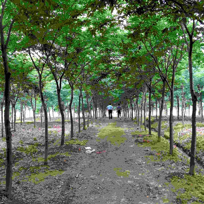 畅微榉树苗 工程绿化苗木  红榉树苗 红榉苗 血榉树苗  庭院景观树