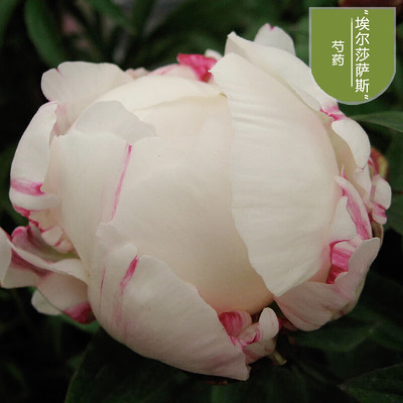 姒桀芍药花树苗四季开花易活花卉带芽重瓣芍药花根阳台盆栽庭院植物