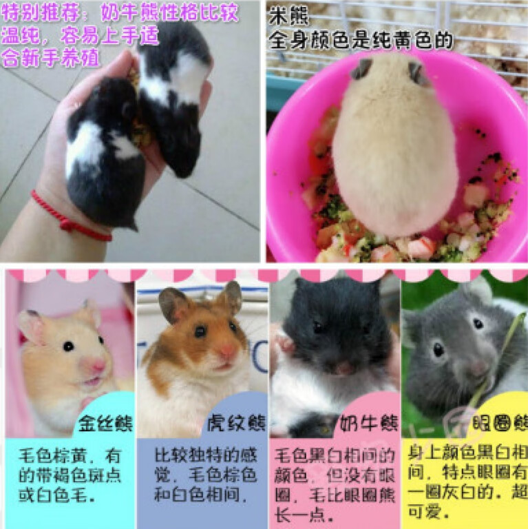 仓鼠活体已打疫苗宠物活物笼子 熊2只(品种性别备注)