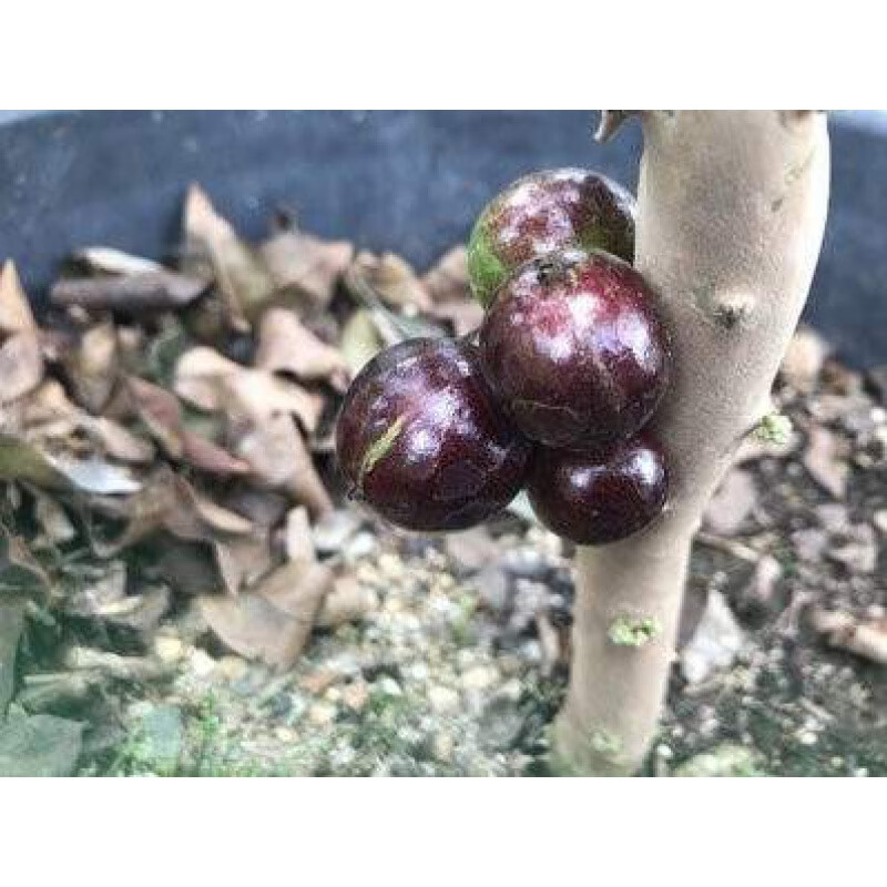 莫斯卡嘉宝果 八年大苗果实多多爆满