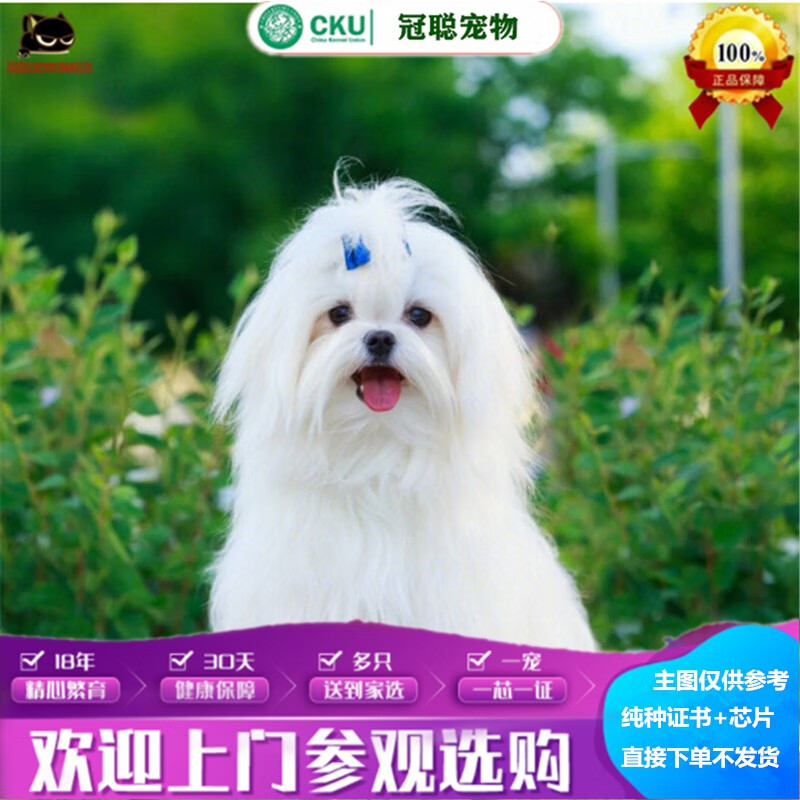 冠聪马尔济斯活体宠物狗狗纯种小马长毛马尔济斯纯白色可爱的小马犬