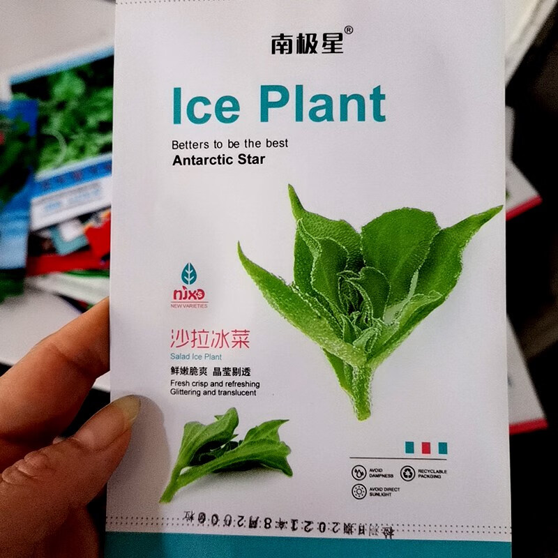 枫麦萱南极星沙拉冰菜种籽水晶冰草种子春秋播耐寒凉拌鲜食特色蔬菜种