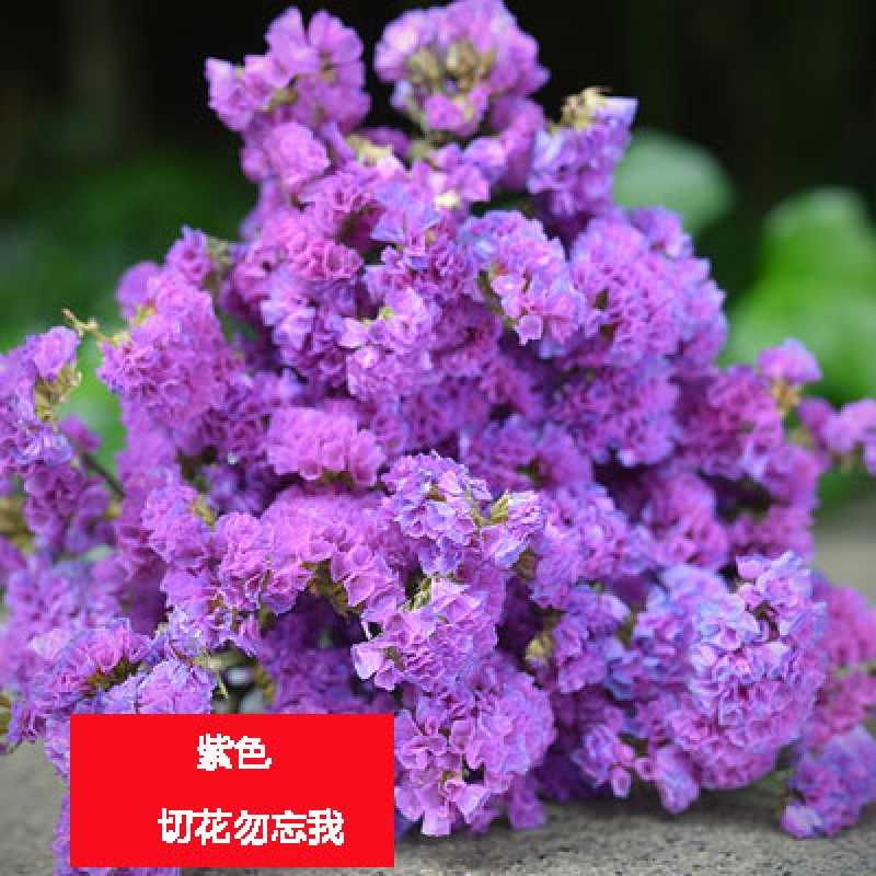 勿忘草花种子多年生宿根阳台盆栽花卉种子耐热草花 切花勿忘我紫色