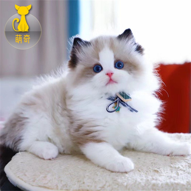 祥记萌奇纯种布偶猫活体幼猫幼崽蓝眼睛宠物猫咪活体小猫活物长毛猫仙女猫 布偶猫宠物级怎么看?