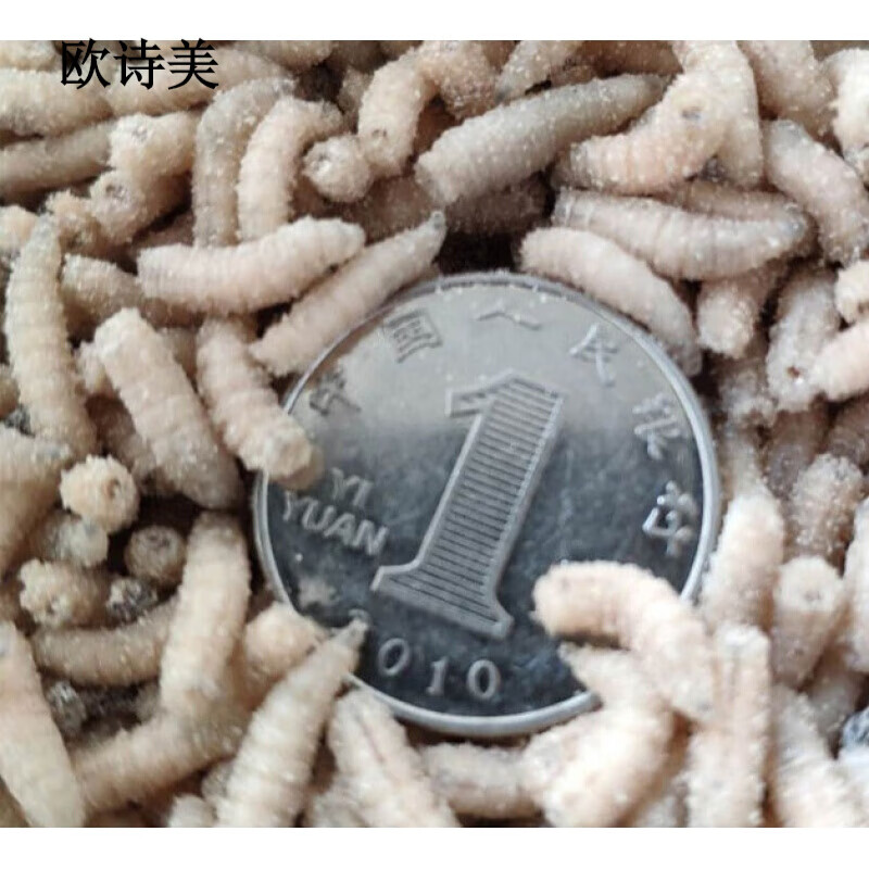 卡宾欧鲜活体蛆肉蛆虫鲫鱼鲤鱼玉米虫蛆虫野钓红蛆饵料活蛆牙子白蛆 5