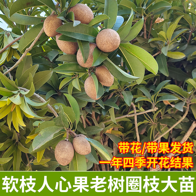 醉春木人心果大苗果四季树当年结果盆地栽阳台庭院种植常绿广西带果