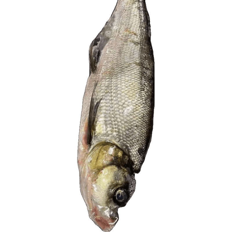 鮮木大翹嘴魚刁子魚大白刁白條魚新鮮現(xiàn)殺凈膛原生態(tài)翹殼白絲魚 殺好凈重4.6-5斤一條