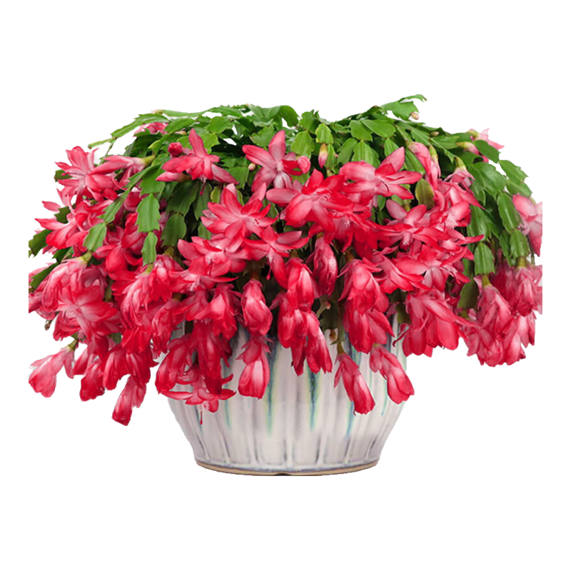 ���ڲ�����������Ʒзצ��������ֲ���� ��ɫ50-60��+��ľͰ��Դͷֱ�� 26.6Ԫ