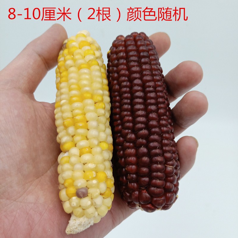内行人点评咪贝萌仓鼠磨牙棒质量靠谱不，评测两星期经验分享