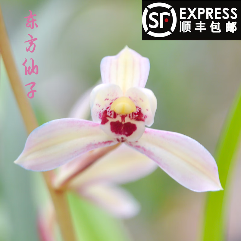 勋狸粑东方仙子名贵高档兰花荷花仙子名贵高档盆栽建兰四季兰花苗