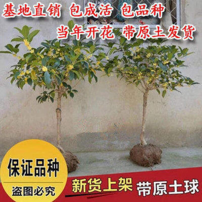 桂花树盆栽地栽苗四季桂丹桂金桂沉香桂 7年苗【留言品种】 不含盆