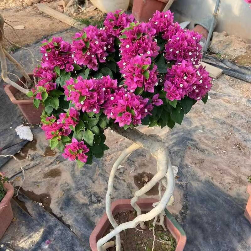 三角梅室内外单重瓣老桩盆景造型桩庭院盆栽花卉四季开花大树桩 塔紫