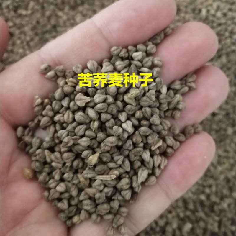 qcdd苦荞麦种子 荞麦种子 苦荞麦1斤