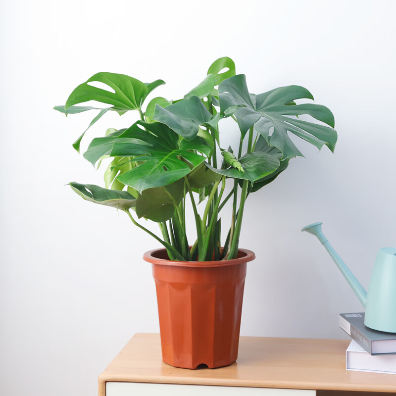 龟背竹盆栽室内客厅大叶开背绿植北欧植物 龟背竹 高60-70cm 塑料盆