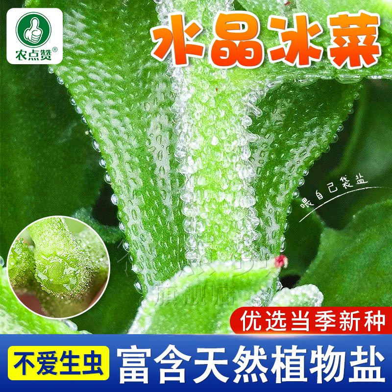 蔬菜类历史价格曲线|蔬菜类价格历史