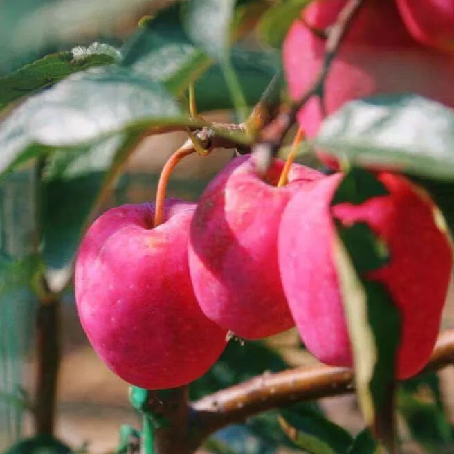 正宗东北鸡心海棠果小苹果应季新鲜孕妇水果海棠产地直发 鸡心果-3斤中果/33-39个