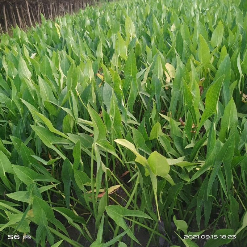 水生慈姑苗茨菇种芽白茨菰家养水培植物种子种根种植观赏 茨菇苗5棵