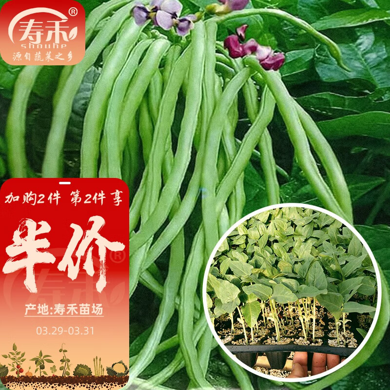 寿禾 豆角苗长豇豆种子架豆四季春冬季豆蔬菜苗寿光菜苗带土秧苗苗子