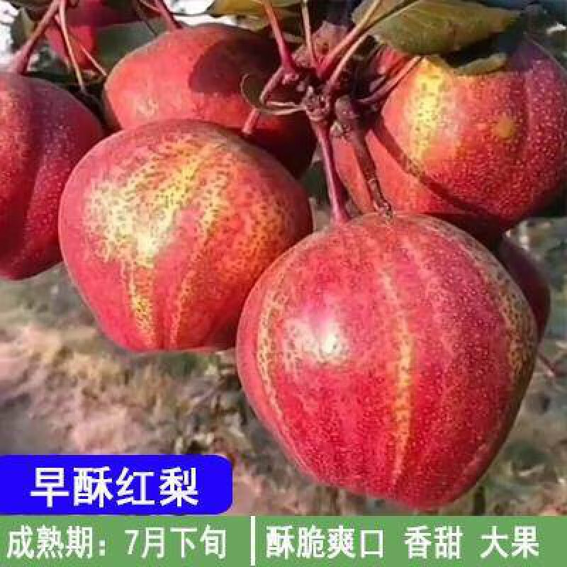 梨树果苗嫁接苗当年结果四季翠冠红啤特大彩虹梨南北方地栽梨树苗 早