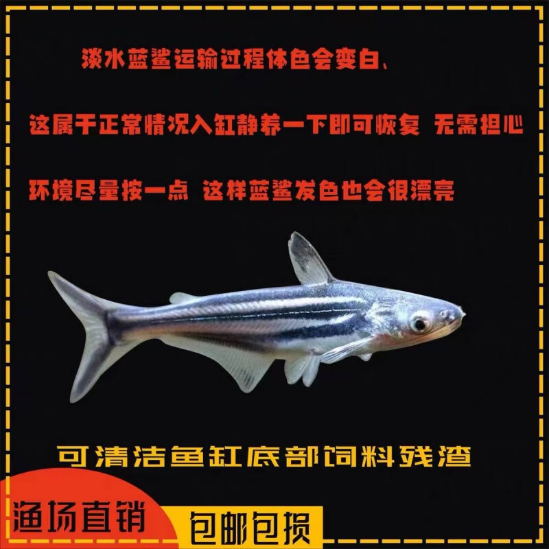 观赏鱼鲨鱼活鱼蓝鲨白化虎头鲨耐活好养清洁鱼中大型群游热带鱼苗