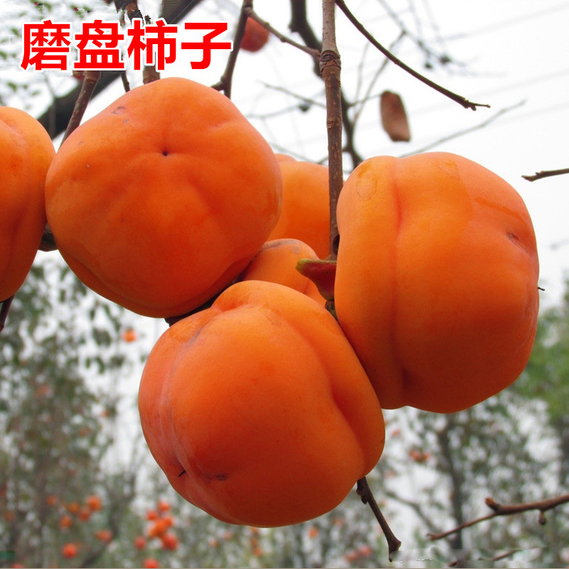 苗木价格变动曲线|苗木价格走势