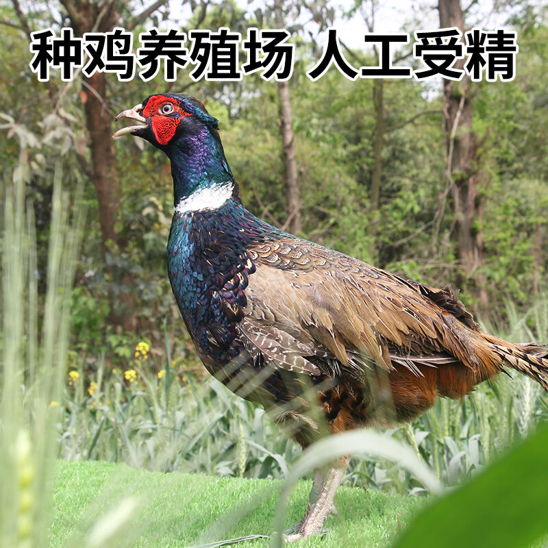 野七彩鸡种蛋受精蛋可孵化珍禽野性土鸡种蛋人工授精批发养殖 20枚