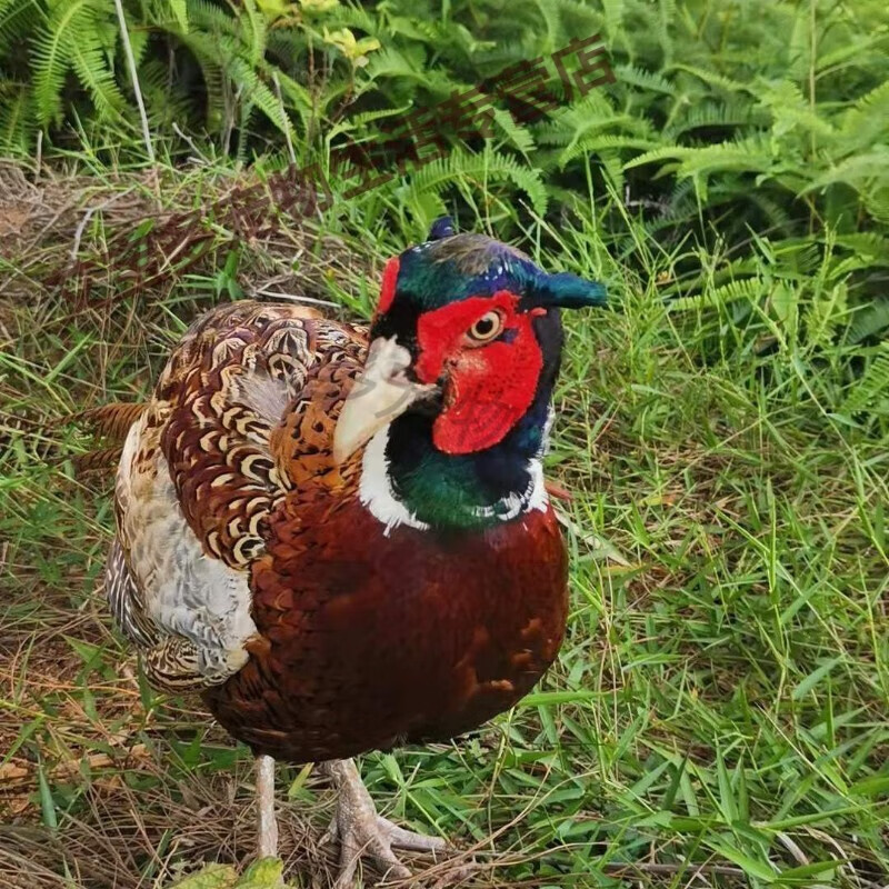 山鸡正宗生态散养七彩山鸡 活体包活  死亡包赔 成年山鸡2.