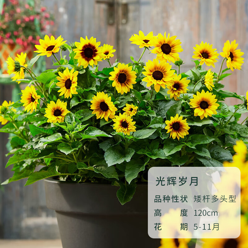花客悦塔莎的花园 向日葵光辉岁月盆栽喜阳夏秋开花地栽耐热好养