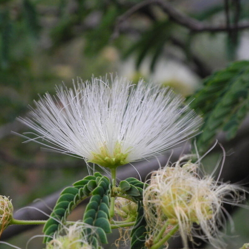 紫藤花苗 迎春花苗 红枫树苗  紫薇花苗 木槿盆栽 室内阳台庭院盆栽