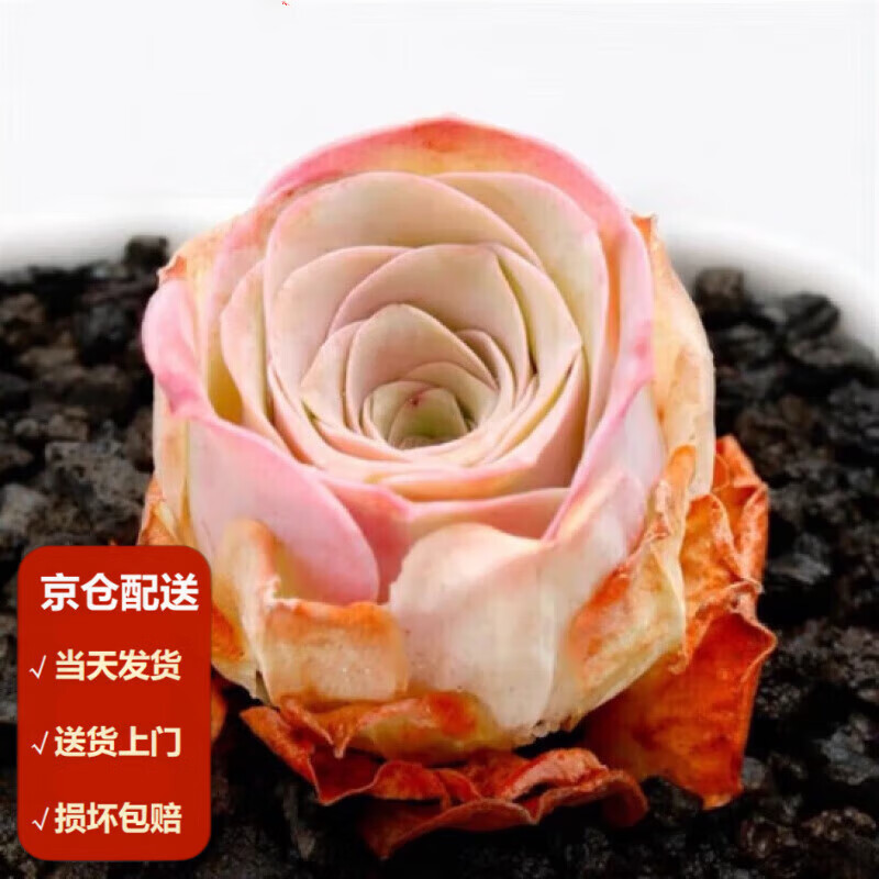 墨一(moyi)小球玫瑰多肉 酒杯玫瑰多肉 山地玫瑰多肉绿植带盆 酒杯