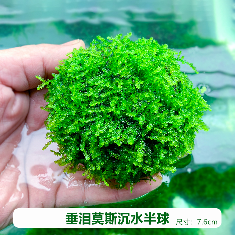 造景沉木大三角美凤尾垂泪沉水莫丝悬浮半球阴性 垂泪莫斯半球-大号