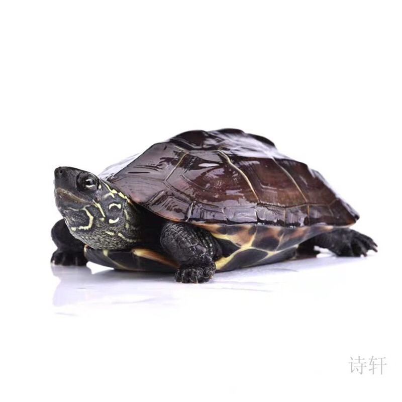 京东异宠活体历史价格走势图|异宠活体价格比较