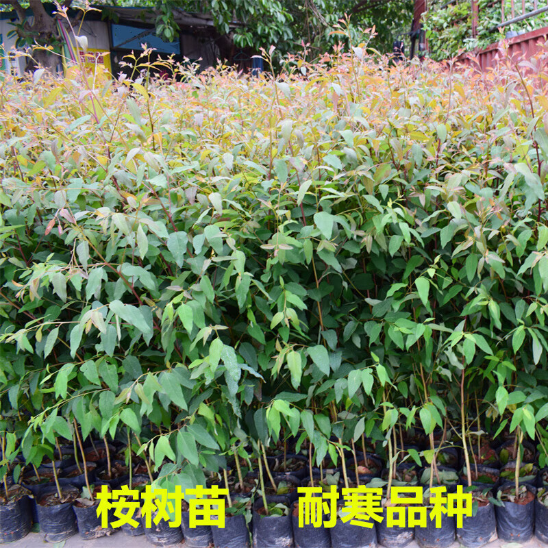 爱帛哆桉树苗广29广9速生桉广26苗常绿经济绿化造林木苗大叶巨桉树