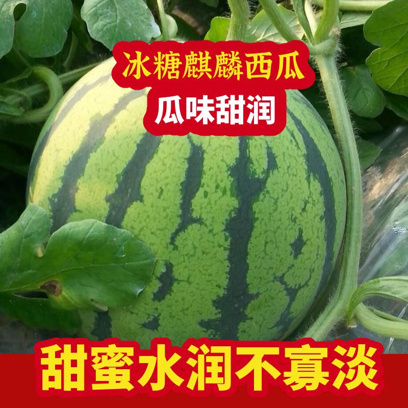 【春节不打烊】现摘现发新鲜麒麟大西瓜夏邑8424应季水果整箱脆甜 8斤