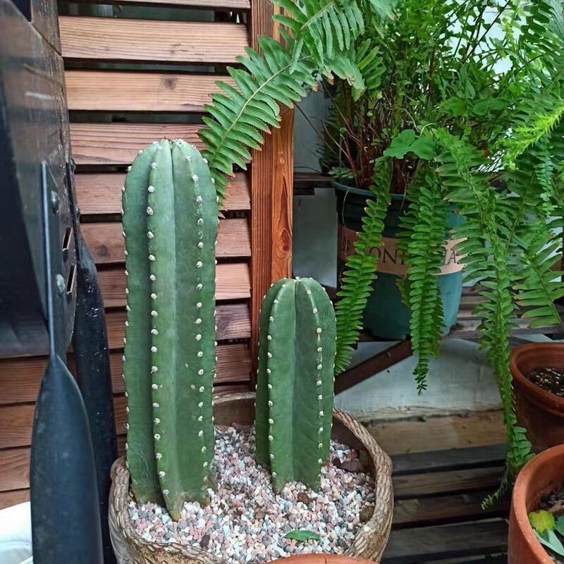 量天尺仙人柱室内植物北欧风格仙人掌盆栽阳台客厅北欧风露天好养 有