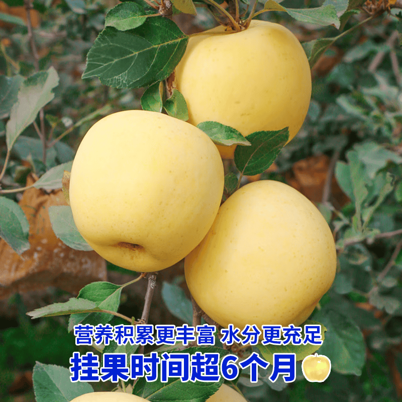京橙美锦正宗山东黄金奶油富士苹果糖心特产栖霞水果新鲜当季现摘整箱 带箱9.5-10斤果王【10-15枚】