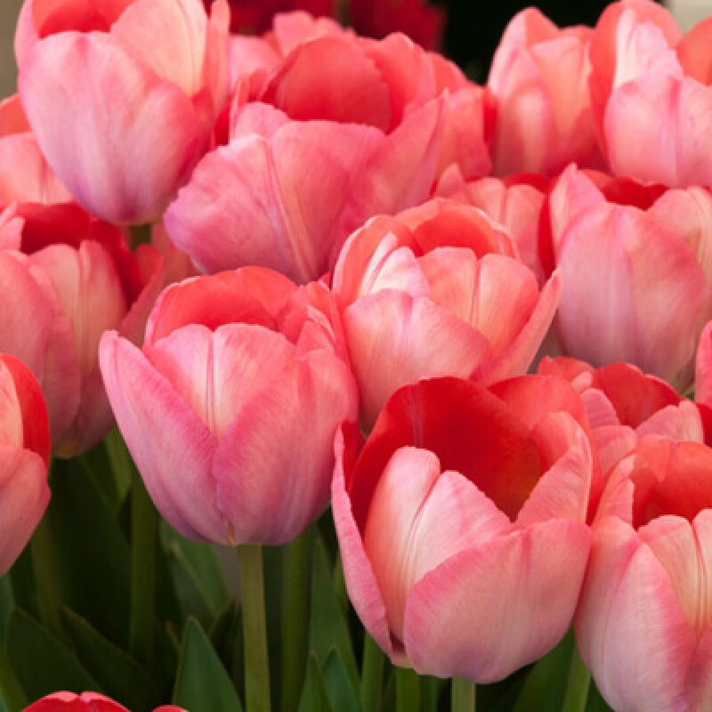 盆栽好养活花苗水培植物花种子籽开花大球 a2大粉色郁金香5颗 有机肥