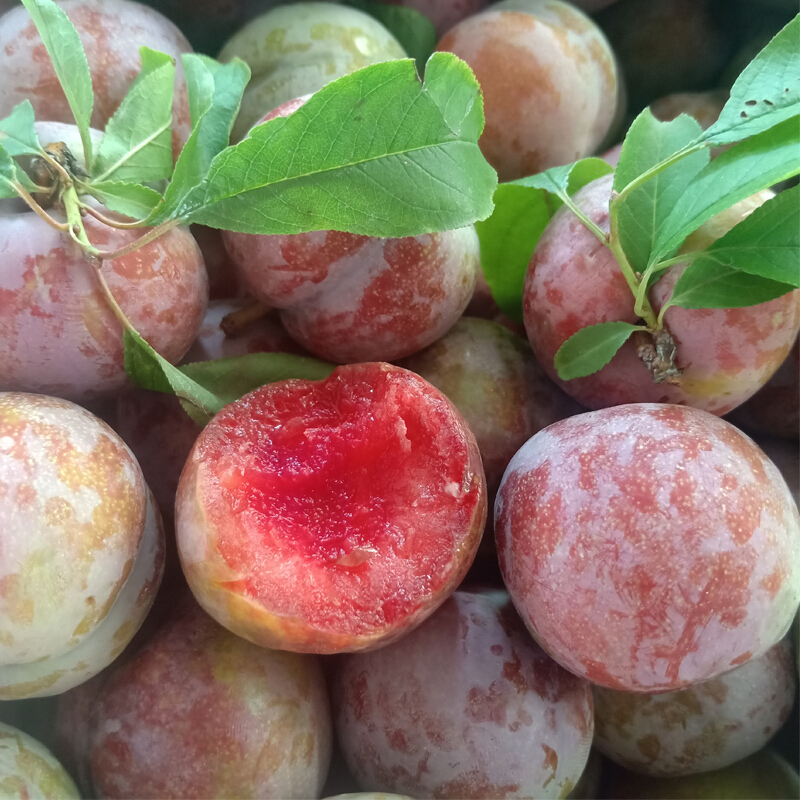 桃李村红心三华李当季孕妇水果李子芙蓉李生鲜团购送礼 3斤装