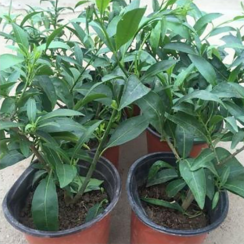 夜来香花苗 驱蚊香草 驱蚊草 盆栽花苗 夜来香树苗 当年开花 夜来香