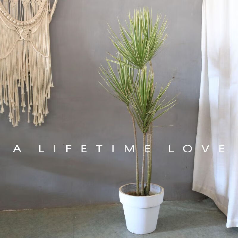 马尾铁造型盆栽大型绿植网红花卉老桩龙血树三色铁七彩铁 金边160-170