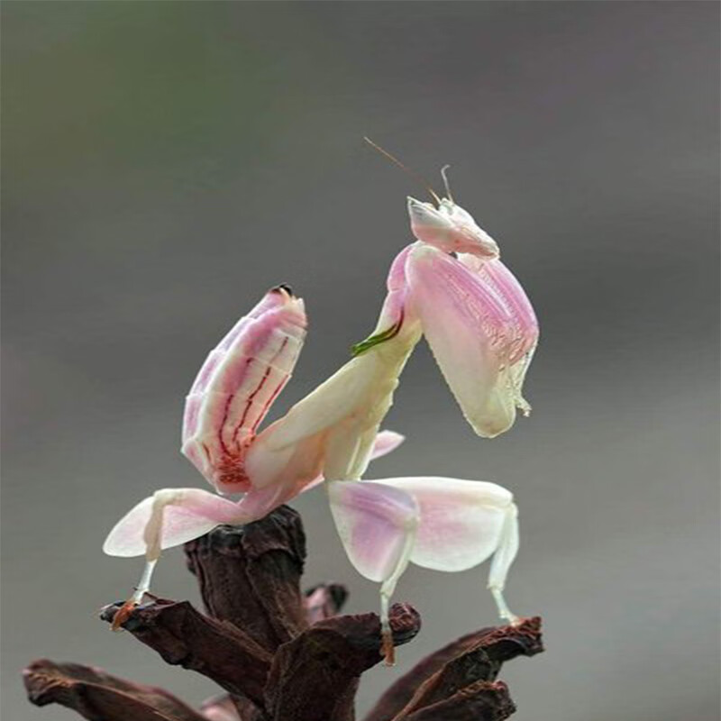 螳螂指尖宠物昆虫小朋友礼物微距摄影办公室萌宠螳螂 兰花螳螂2龄(0