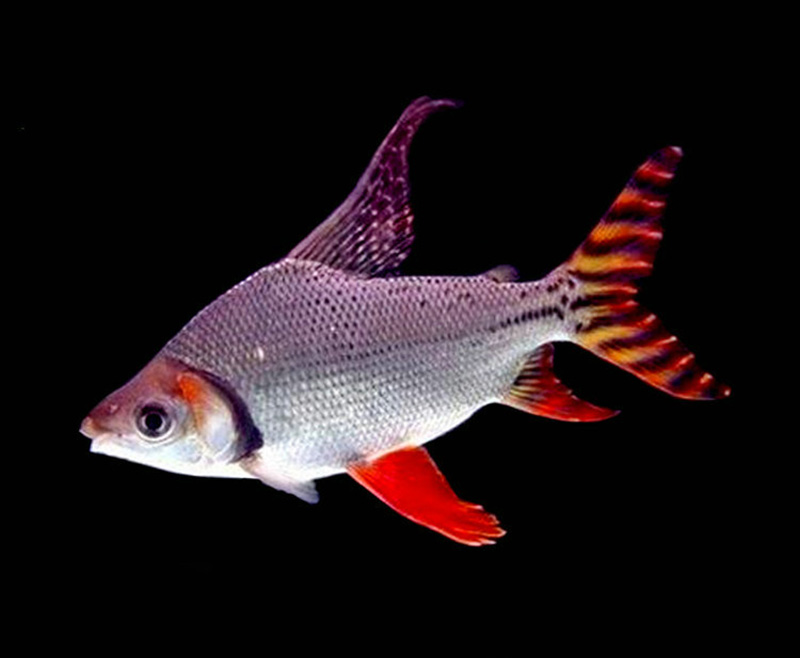 中层热带观赏鱼飞凤鱼直纹活体金凤银凤泰国鲫鱼龙鱼配鱼吃垃圾鱼