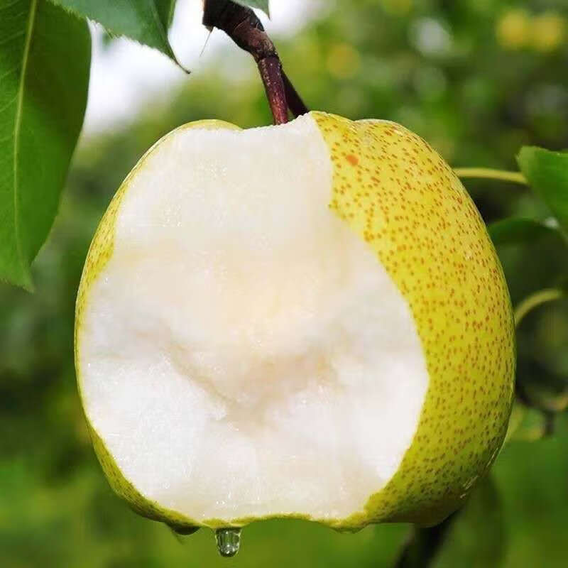 正宗安徽砀山酥梨 砀山梨  酥梨止咳润喉 梨子水果 [9斤]精品果彩箱装