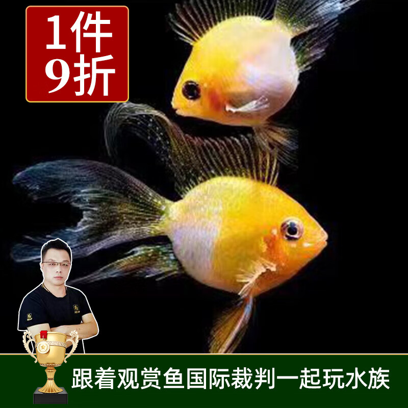 云峰海瑞 小型热带鱼观赏鱼活体红绿灯鱼淡水水族鱼宠物虎(四间鱼)皮鱼 金波子鱼2条（2-3CM）怎么看?