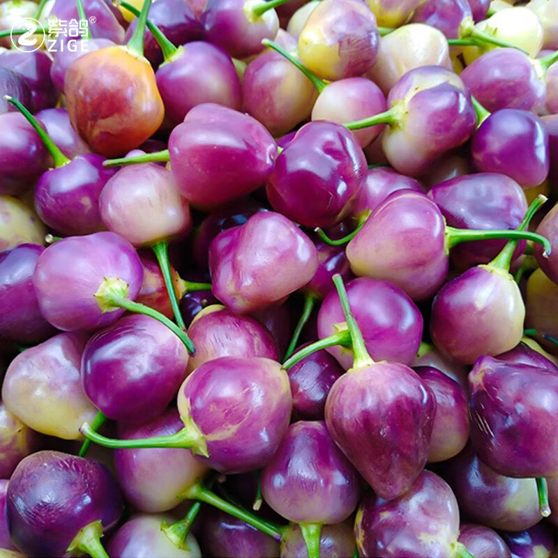 紫鸽七彩椒种子苗泡椒种苗盆栽灯笼椒辣椒籽 七彩泡椒种子 100粒/袋
