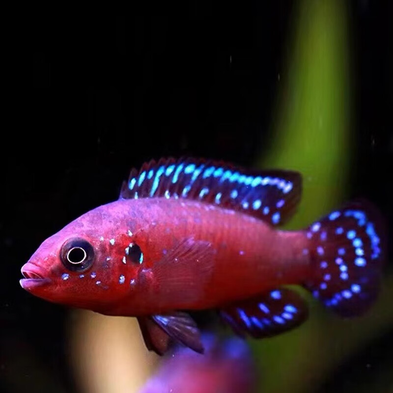 水财神(water richer)湛蓝宝石鱼翡翠凤凰鱼电光凤凰